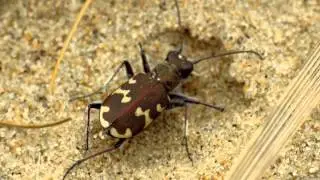 Northern dune tiger beetle (Cicindela hybrida) - Brun Sandspringer p&aring; Fuglsang hede, Grenaa, Denmark