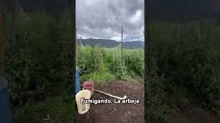 Cultivo de arbeja #agricultura