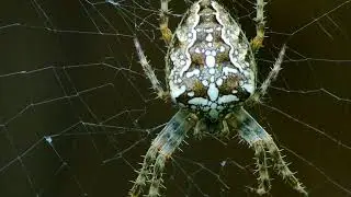 Cross orbweaver spider