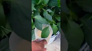 💧 HOW TO MAKE ONION PEEL WATER AS A NATURAL FERTILIZER for outdoor garden plants 🧅