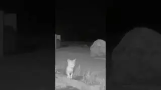 Rambunctious Baby Kit Foxes Caught on Camera