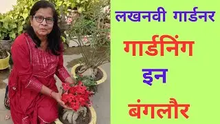 लखनवी गार्डनर गार्डनिंग इन बंगलौर ।। Lakhnavi gardener ।।