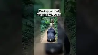 Monkeys have pure souls. Subscribe for more!