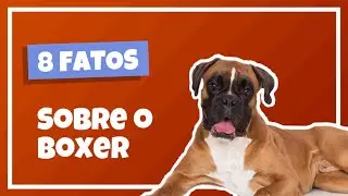 8 CURIOSIDADES SOBRE O BOXER - Cinobras TV - Tudo sobre Cinofilia.