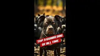 Top 3 Guard Dogs of ALL TIME! You WON'T Believe #1! | The Paw Dynasty | #guarddog #doglovers