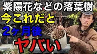 【葉がない状態】今確認しておかないと夏までに枯れる恐れがあります　　　　【園芸】【ガーデニング】【初心者】