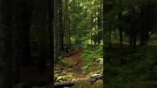 Relaxing sound for studying, sleeping and working in the nature environment #shorts