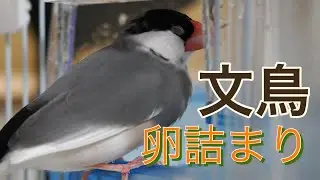 文鳥『卵詰まり』してしまいました・・・