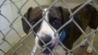 Independence MO Animal Control