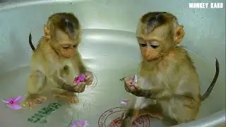 Baby Monkey Nina Playing Beautiful Flower In Big Bowl Before Taking Bath
