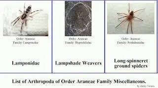 List of Arthropoda of Order Araneae Family Miscellaneous. spiders cambridgea hypochilus hadronyche