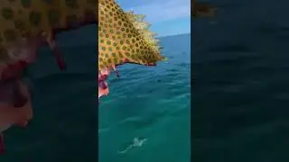 TUBAR&Otilde;ES COMERAM ELE PELA METADE #shorts #shark #atack #fishing