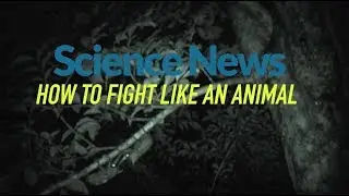 How to fight like an animal | Science News