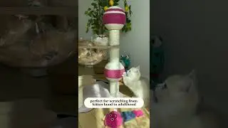 Ultimate Cat Climbing Frame&ndash;Adventure Awaits Your Furry Friend! 🐾 Link is  comments #cat #pets #cute