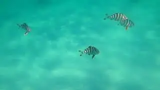 Pilot Fish @ Eglin AFB