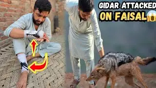Gidar Ne Faisal Par Attack Kar Diya | Jackal Attacked On Faisal Prank On Wahid - #kbpetsvlog