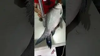 Amazing fish cutting video #shorts #fishcutting