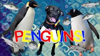 Learn about Penguins with Diggy Dog!