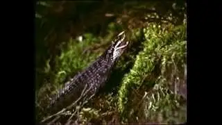 adder hunts for prey