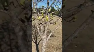 Yellow Magnolia