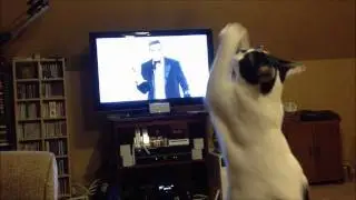 Cat loves George Clooney