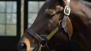 Coolmore America - Home Of Champions