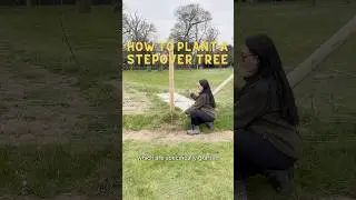 How to Plant a Stepover Fruit Tree