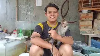 5 KEBIASAAN YANG HARUS DIKETAHUI PARA KEEPER MONYET PANTAI || MONKEY YOYO || MONKEY BABY BEST