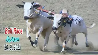 Bull Race In Pakistan Hamza Sky Video Fateh Jang 30 09 2025