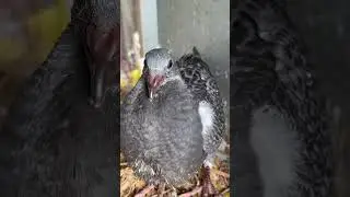 Racer #2025#racer_kabootar#pigeon#pigeonchicks#kabootar#kabutar#kabutar#kalapati#flyinghigh#arebic