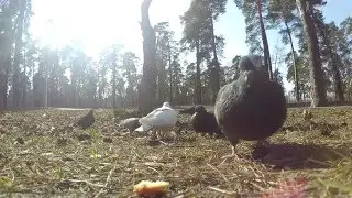 Камера Xiaomi Yi  Замедленная съемка (Slowmotion) белка и голуби