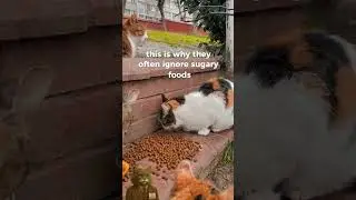 Why Can&rsquo;t Cats Taste Sweet Foods?