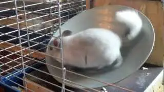 Chinchilla ~VS~ Wheel