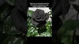 Black Rose of Halfeti: Nature&rsquo;s Rare Beauty #youtubeshorts #facts