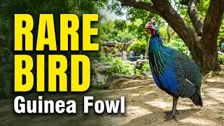 Guinea Fowl at Gul Zoo | Rare & Beautiful Bird | Zoo Bird Video 🪿🪿🪿