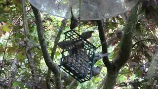 Bushtits
