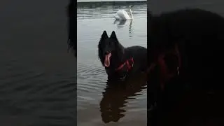 Black and white #belgiansheepdog #belgianshepherd #groenendael #blackdog #sheepdog