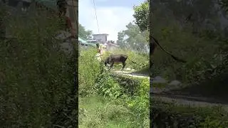 Logon ko maar rahi thee rabid cow | animal rescue #peepalfarm