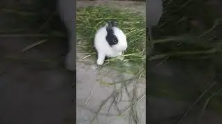 Rabbit baby eat grass #rabbits #bunny