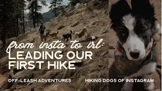 TREATS, TRAINING + TRAILS | Responsible Off Leash Dogs At Mount Sanitas (Hiking Dogs of Insta)
