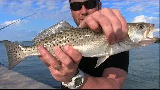 Easy Way to Catch (Spotted Sea Trout) in Florida Spotted Seatrout