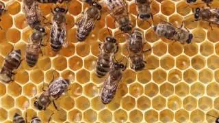 Michigan&rsquo;s role in pollinator protection