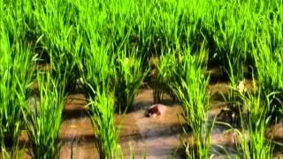 Rice duck farming