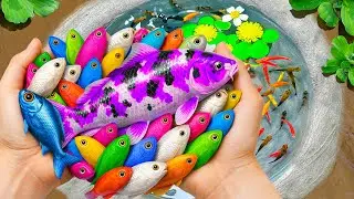 Catch Ornamental Fish in Giant Colorful Eggs, Tropical Fish, Purple Tiger Fish, Dragon Guppy, Koi