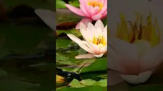 The Enchanting Lotus: Beauty and Symbolism #shorts #lotusflower #nature #flowers