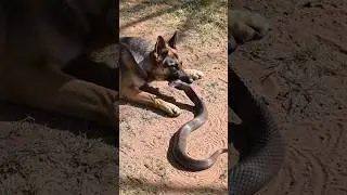 Dog vs Cobra  &ndash; Real-Life Survival Battle Caught on Camera! 🐶⚔️🐍