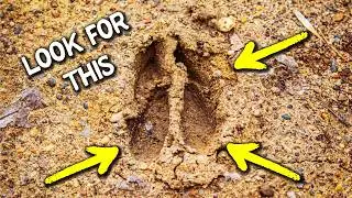 This Kind of Deer Sign Shows If Your Target Buck Is Alive