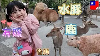 [屏東] 有媛 + 水豚 + 鹿 = 🤔 / 여원+카피바라+사슴 = 😍