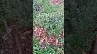 Spring + planting more Zaatar in the garden