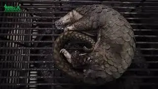 Save our wildlife, save your Christmas